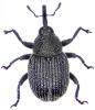 Miarus sp.